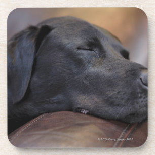Black labrador asleep on sofa, close-up coaster