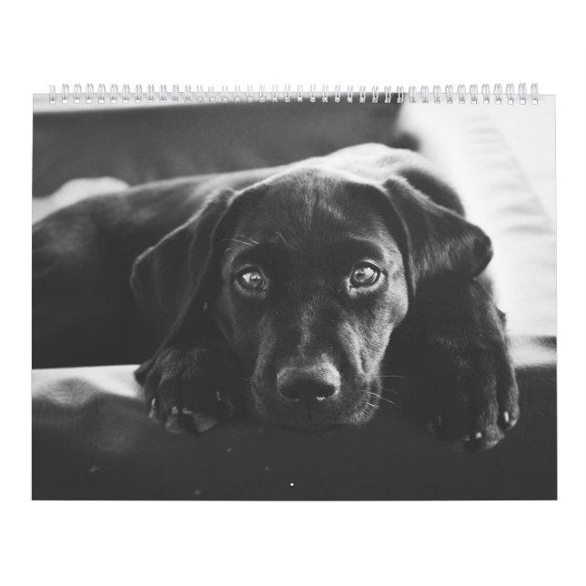 Black Labrador Calendar (Cover)