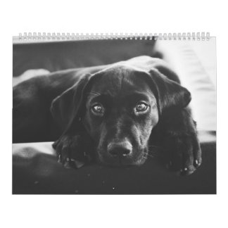 Black Labrador Calendar