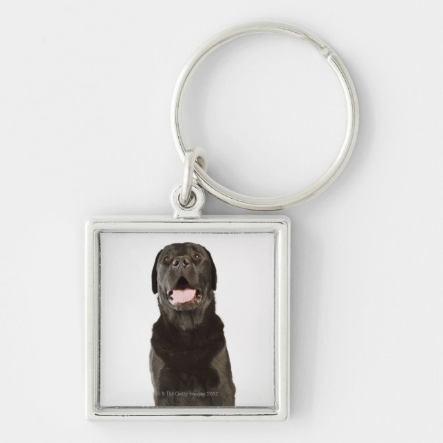 Black Labrador (Canis familiaris), panting, Key Ring (Front)