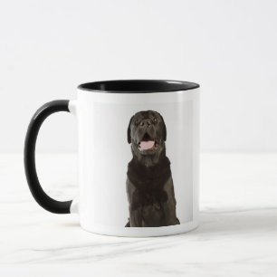 Black Labrador (Canis familiaris), panting, Mug