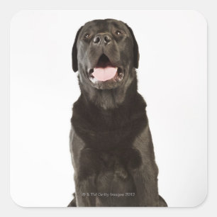 Black Labrador (Canis familiaris), panting, Square Sticker