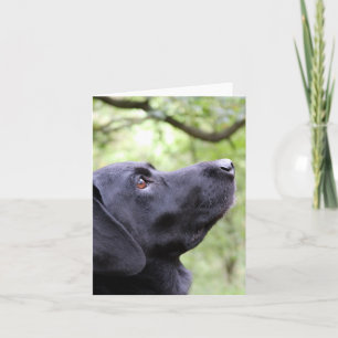 Black Labrador Card