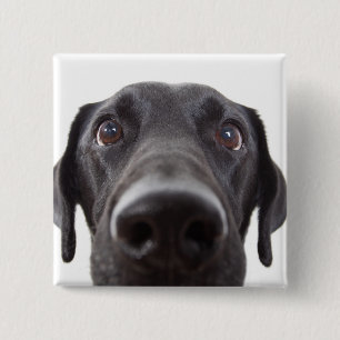 Black Labrador Closeup Portrait 15 Cm Square Badge