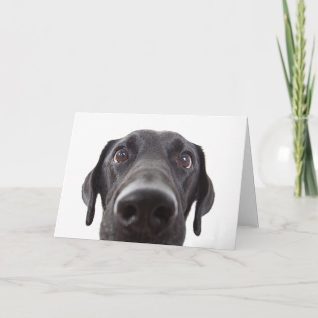 Black Labrador Closeup Portrait Card (Front)
