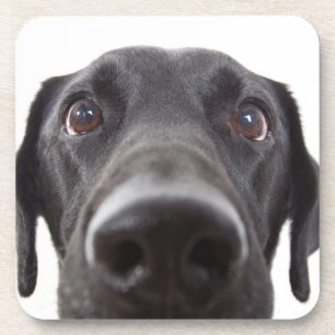 Black Labrador Closeup Portrait Coaster