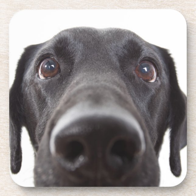 Black Labrador Closeup Portrait Coaster (Front)