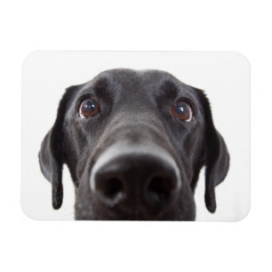 Black Labrador Closeup Portrait Magnet