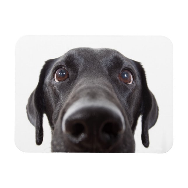 Black Labrador Closeup Portrait Magnet (Horizontal)