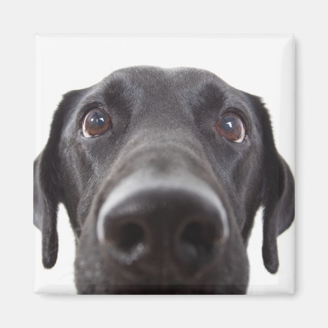 Black Labrador Closeup Portrait Magnet (Front)