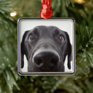 Black Labrador Closeup Portrait Metal Ornament