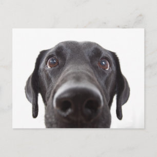 Black Labrador Closeup Portrait Postcard