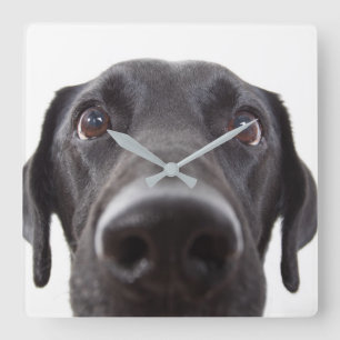 Black Labrador Closeup Portrait Square Wall Clock