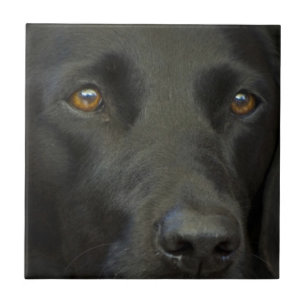 Black Labrador Dog Ceramic Tile