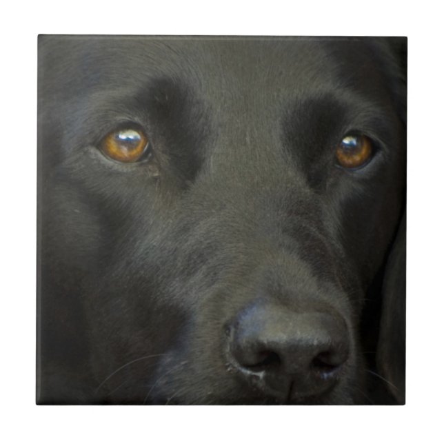 Black Labrador Dog Ceramic Tile (Front)
