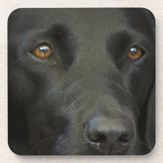 Black Labrador Dog Coaster (Front)