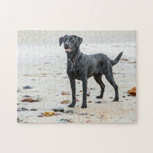 Black Labrador dog on the beach Jigsaw Puzzle