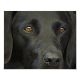 Black Labrador Dog Photo Print