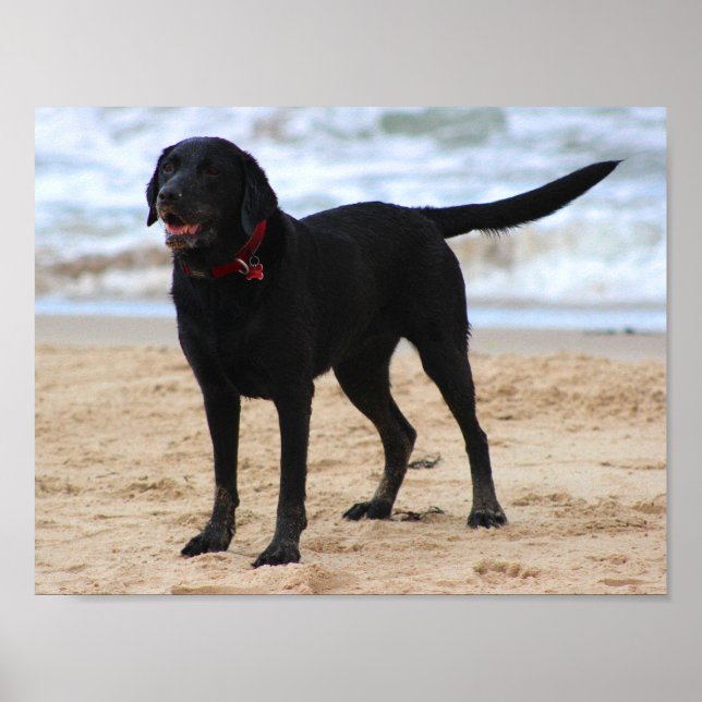 Black Labrador Dog Poster (Front)