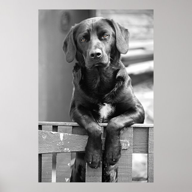 Black Labrador Dog Poster Print (Front)