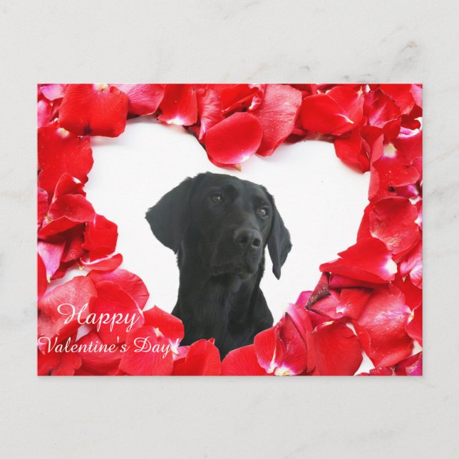 Black Labrador Dog Roses Heart Photo postcard (Front)