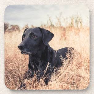 Black Labrador In Dry Grass Coaster