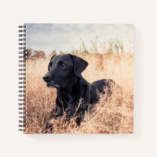 Black Labrador In Dry Grass Notebook (Front)