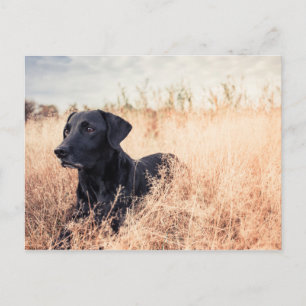 Black Labrador In Dry Grass Postcard