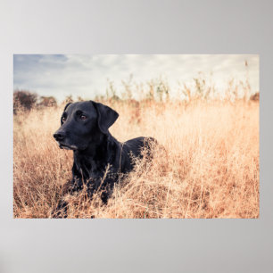 Black Labrador In Dry Grass Poster