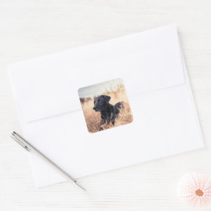 Black Labrador In Dry Grass Square Sticker