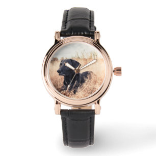 Black Labrador In Dry Grass Watch