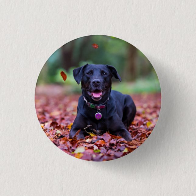 Black Labrador In Fall Leaves 3 Cm Round Badge (Front)