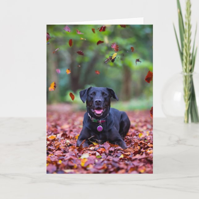Black Labrador In Fall Leaves Card (Front)