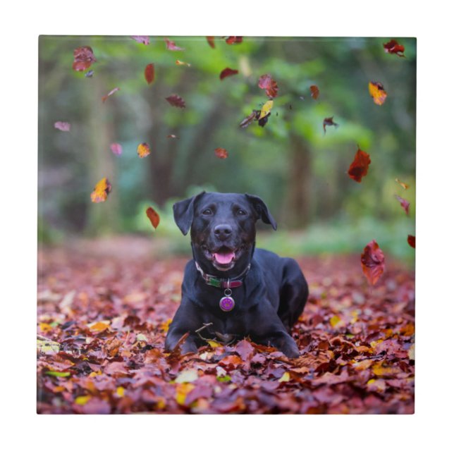 Black Labrador In Fall Leaves Ceramic Tile (Front)