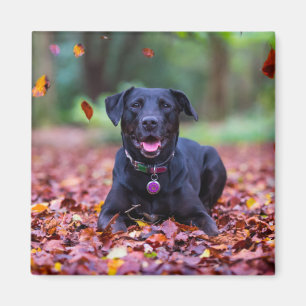 Black Labrador In Fall Leaves Magnet