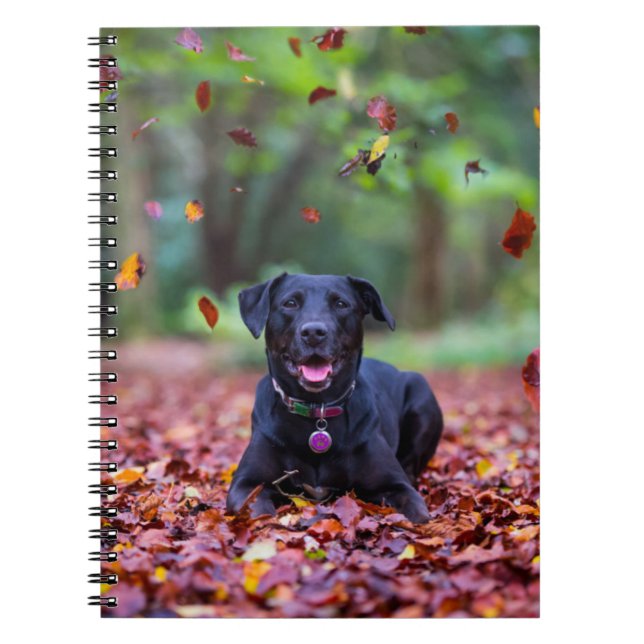 Black Labrador In Fall Leaves Notebook (Front)