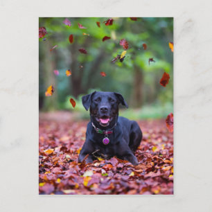 Black Labrador In Fall Leaves Postcard