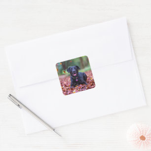 Black Labrador In Fall Leaves Square Sticker