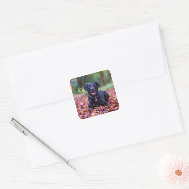 Black Labrador In Fall Leaves Square Sticker (Envelope)