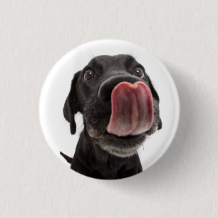 Black Labrador Licking Its Nose 3 Cm Round Badge