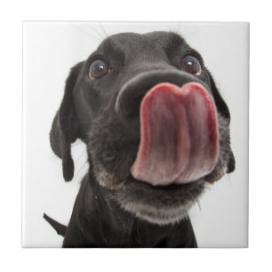 Black Labrador Licking Its Nose Ceramic Tile