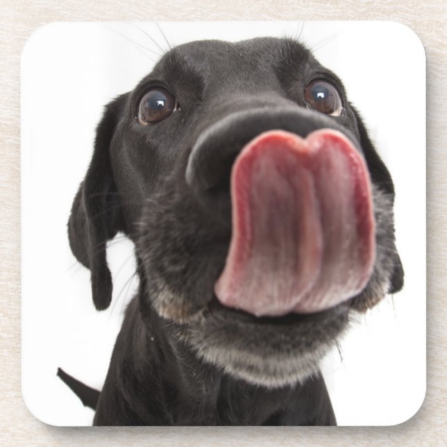 Black Labrador Licking Its Nose Coaster (Front)
