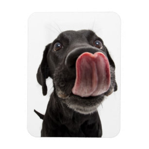 Black Labrador Licking Its Nose Magnet