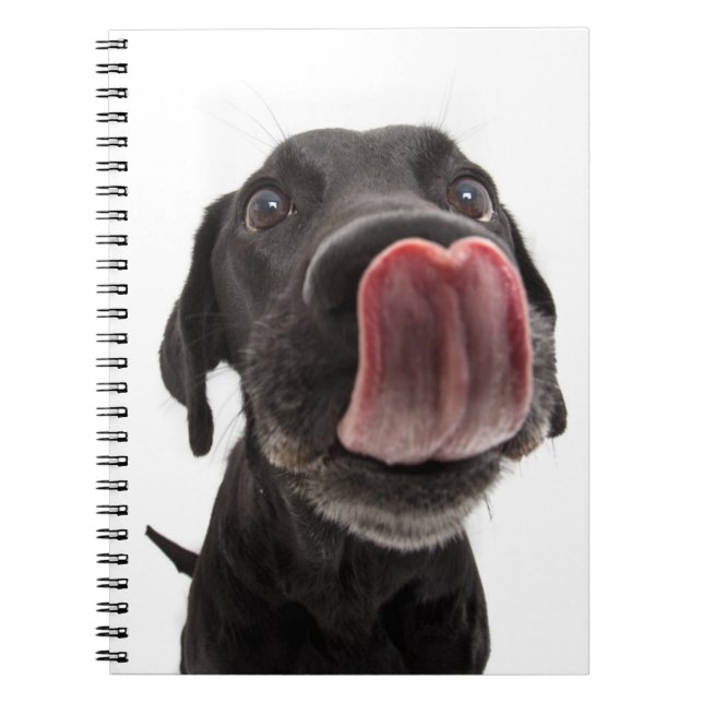 Black Labrador Licking Its Nose Notebook (Front)