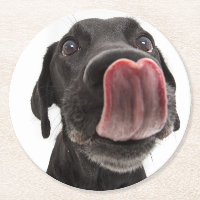 Black Labrador Licking Its Nose Round Paper Coaster (Front)