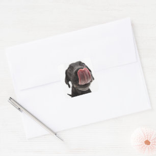 Black Labrador Licking Its Nose Square Sticker