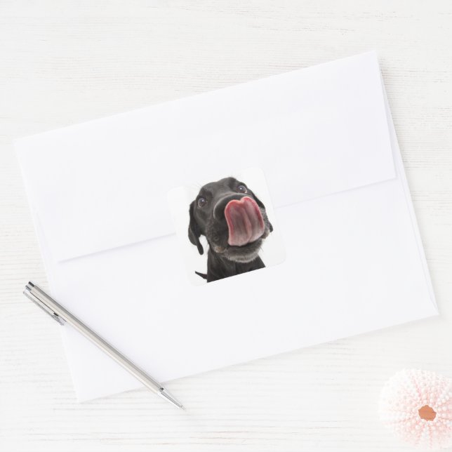 Black Labrador Licking Its Nose Square Sticker (Envelope)