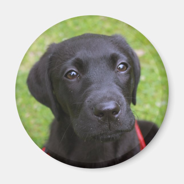 Black Labrador Magnet (Front)