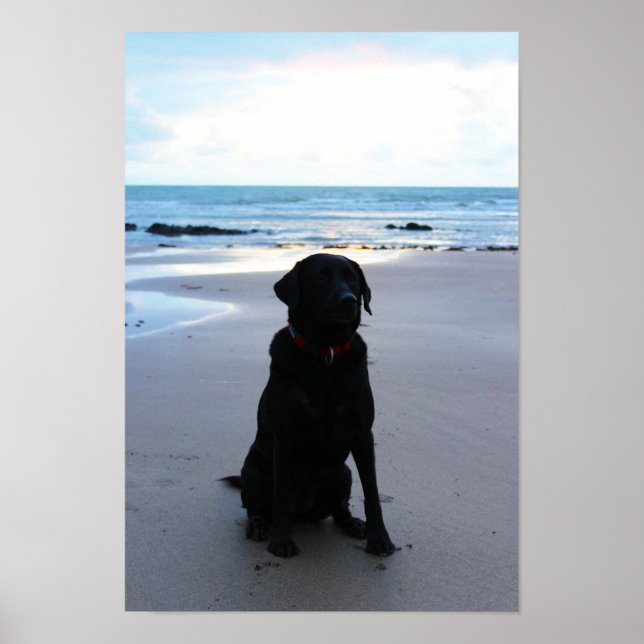 Black Labrador on a beach Poster (Front)