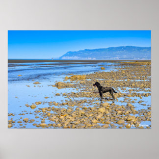 Black Labrador on the Beach Poster